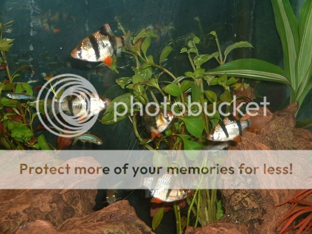 fish_026.jpg