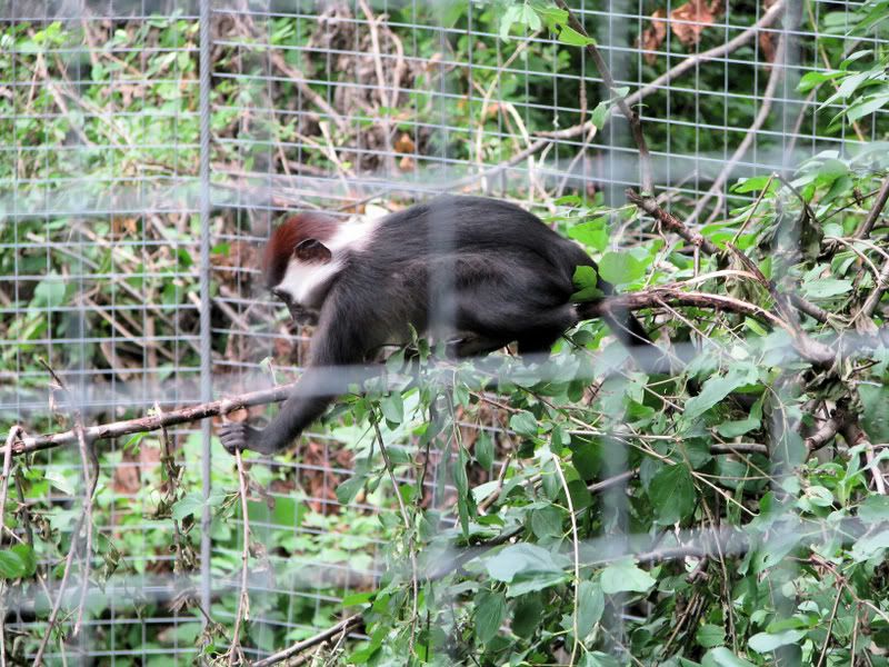 Red-CappedMangabey.jpg
