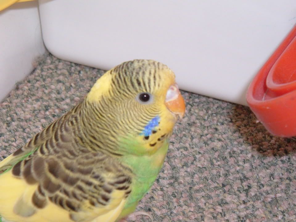 spriteface.jpg
