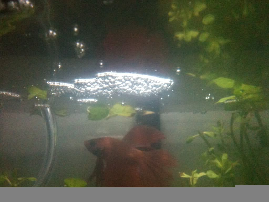 bubble.jpg