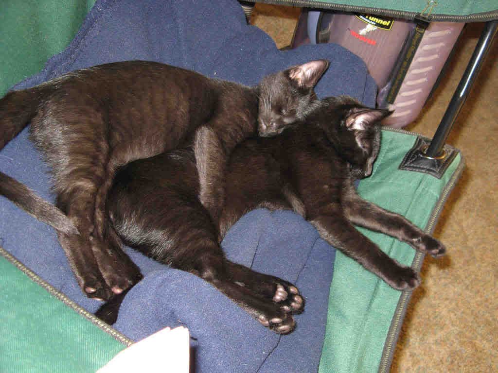 newkittens3.jpg