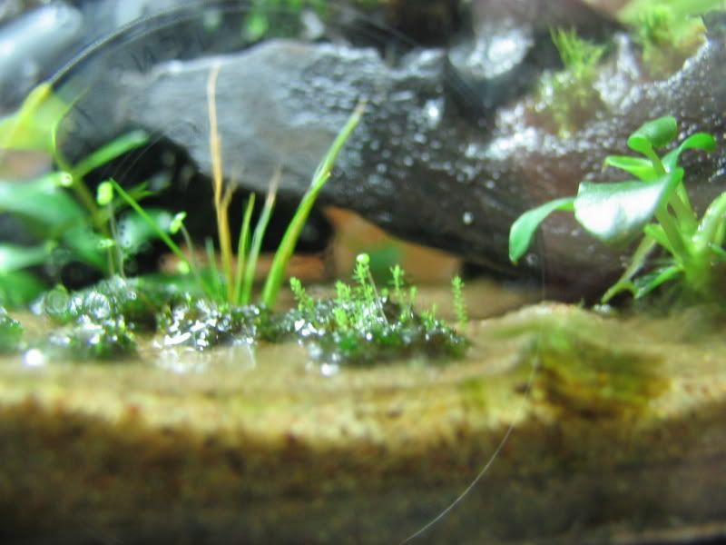 25growth004.jpg