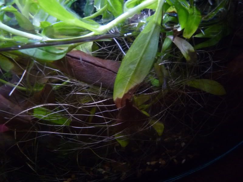 P1100825.jpg