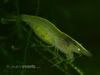 Pregnant-Green-Shrimp.jpg