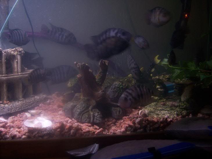 Cichlid4.jpg