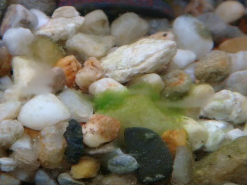 algea007.jpg