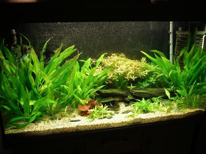 Substrat - Tropica Aquarium Plants