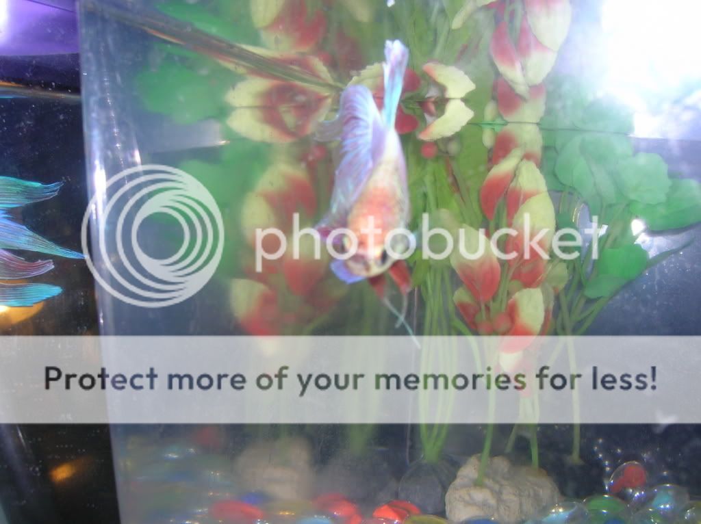 FlarePics018.jpg