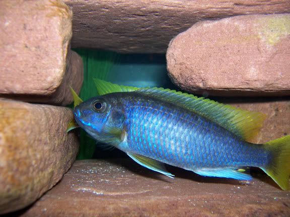 0702Male-1.jpg