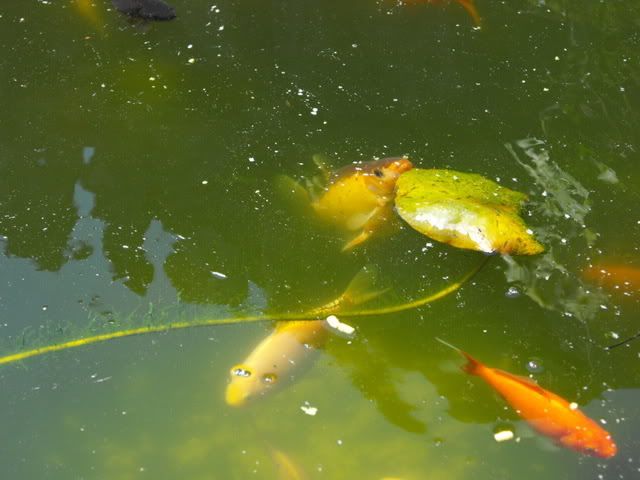 2010_0522goldfish0011.jpg