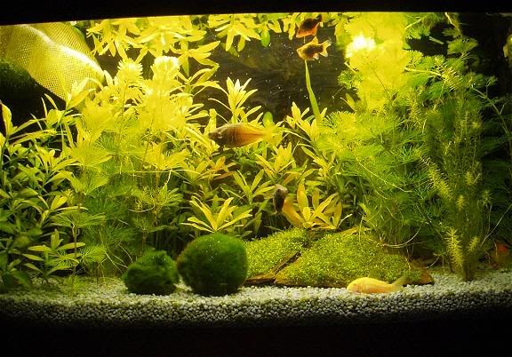 tank1.jpg