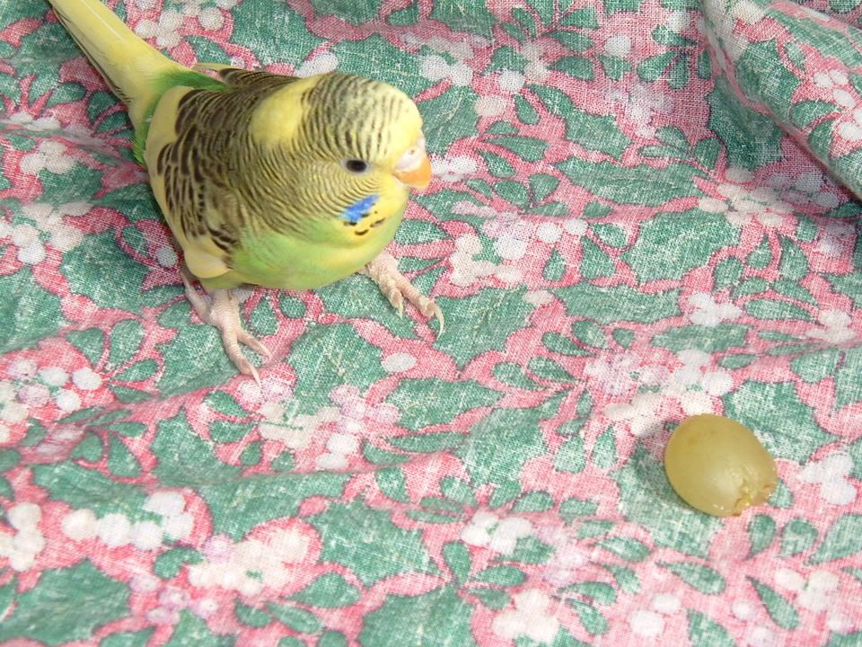 toeatornottoeat.jpg