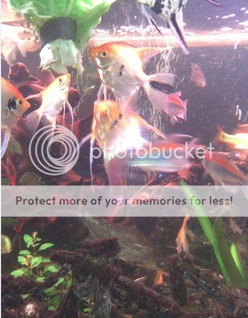 fish.jpg