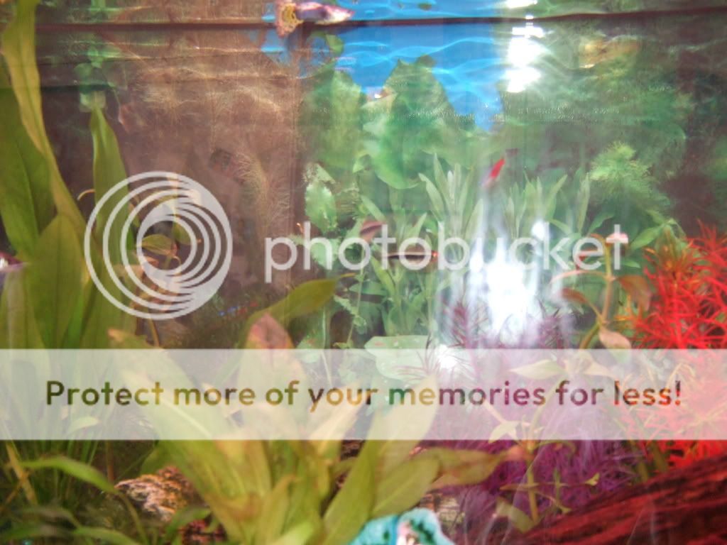 fishtankphotos093.jpg