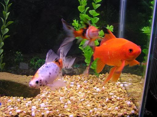 StormFlowersFish035.jpg