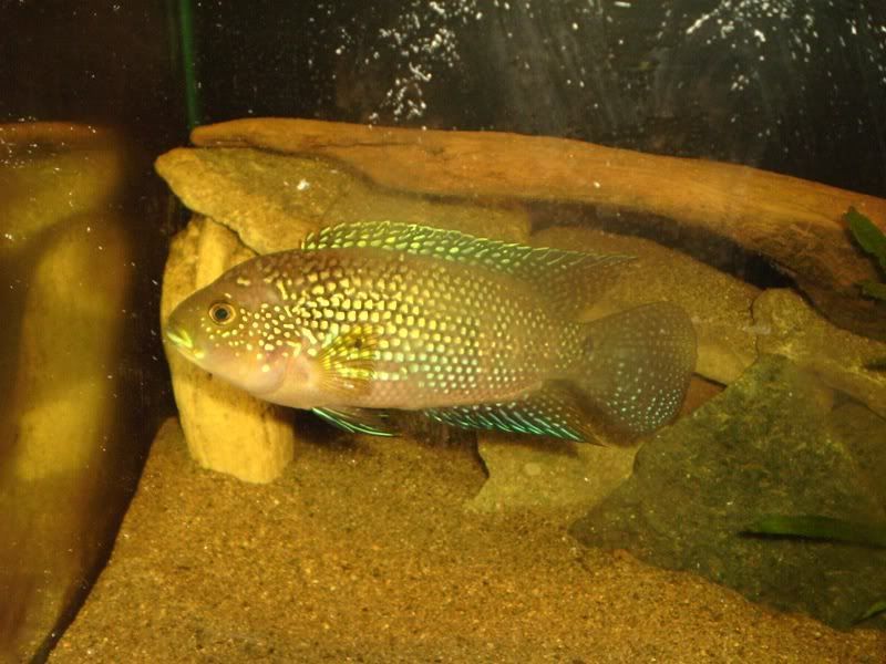 jackdempsey007.jpg