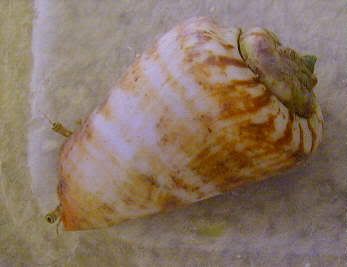 conch3s.jpg