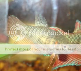 femalebettas004.jpg