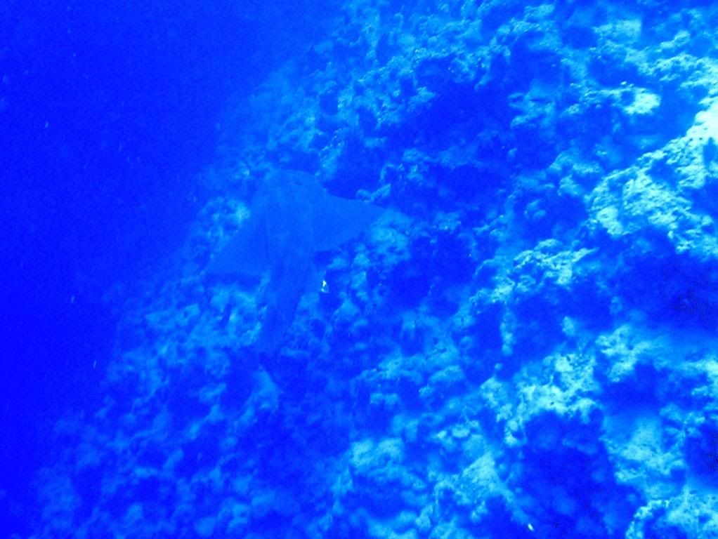 P1010025x-Shark-1.jpg