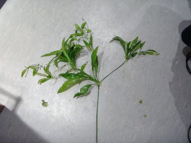flowerstalk.jpg