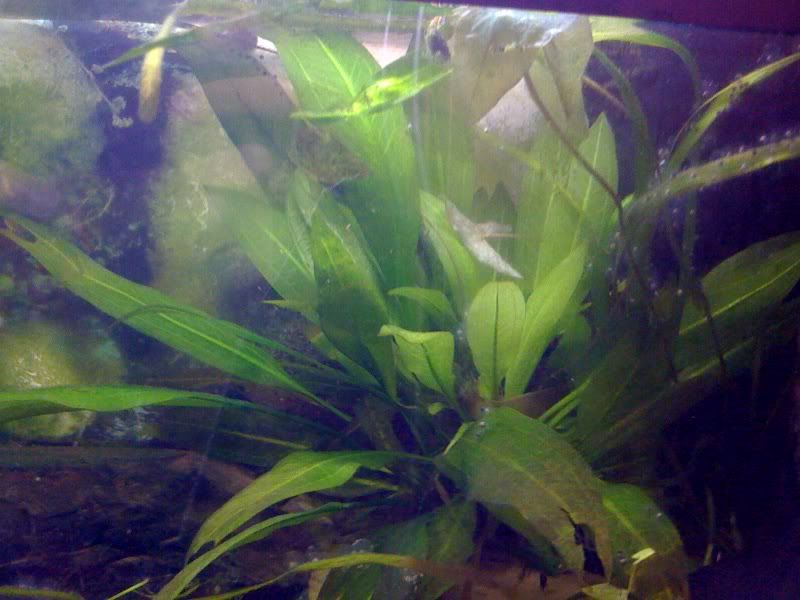 plants.jpg