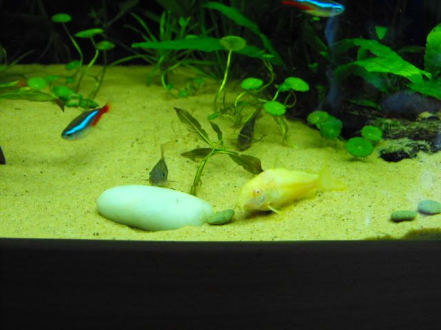 2010_0917shrimps0003.jpg