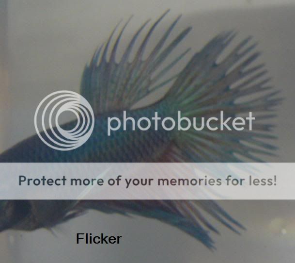flicker1.jpg
