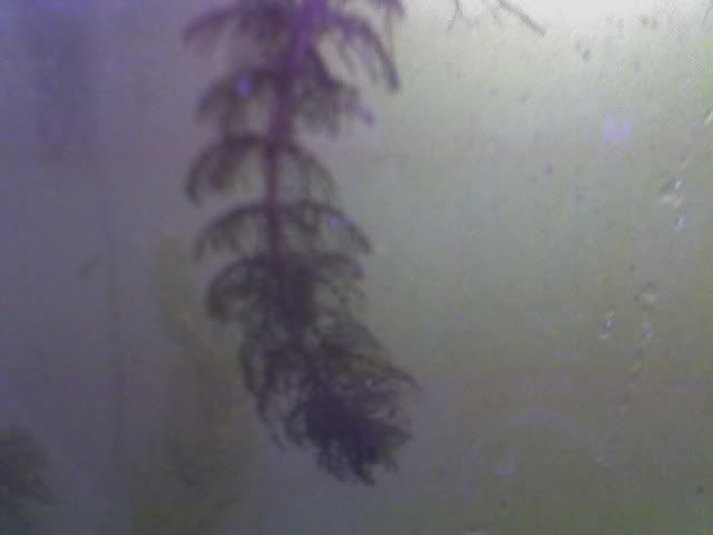 Unidentifiedplant2.jpg
