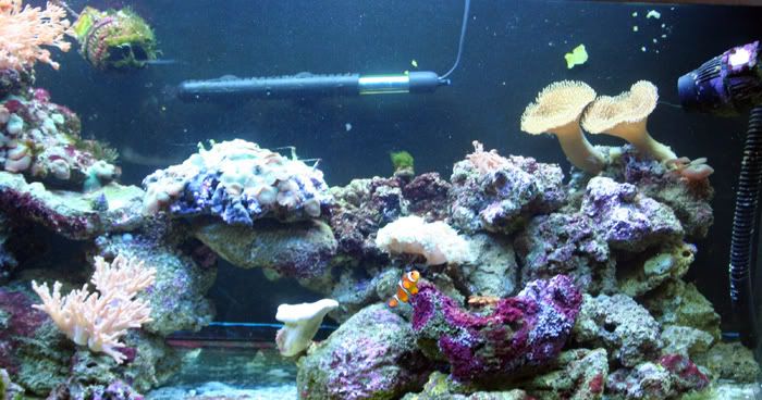 fishtank11thmay2010006.jpg
