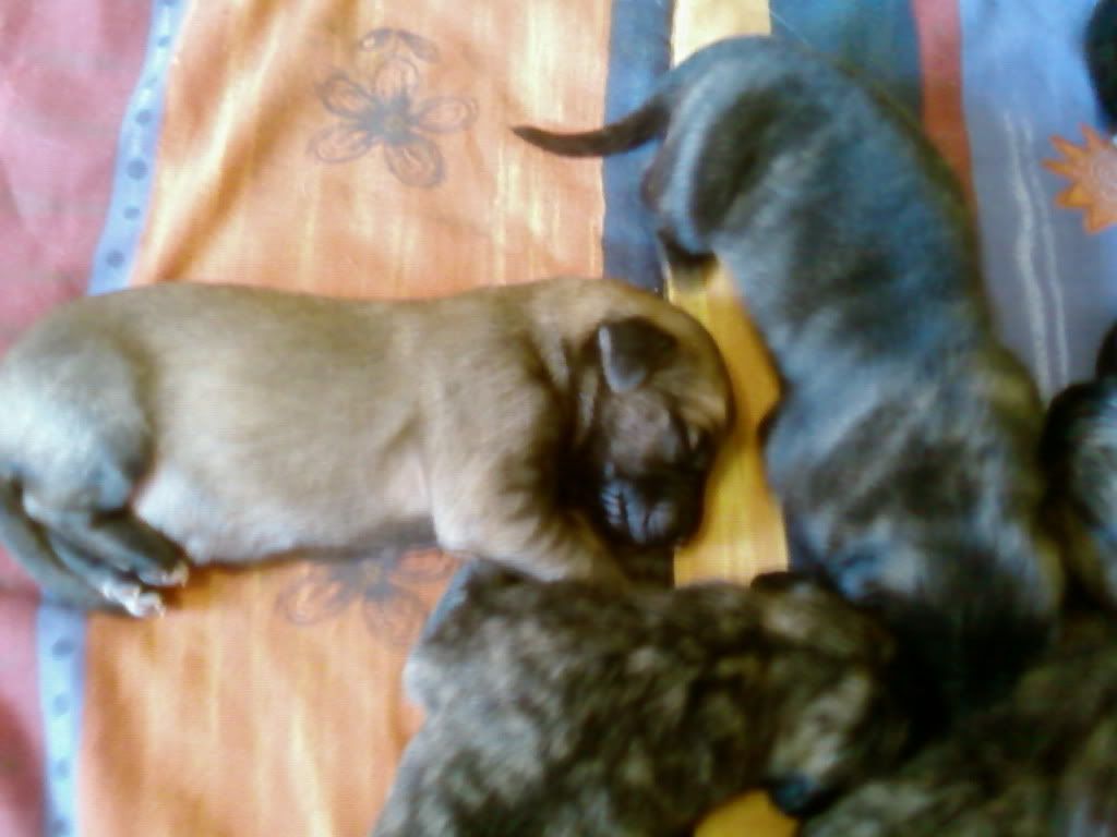 Stammy2WeeksOld.jpg