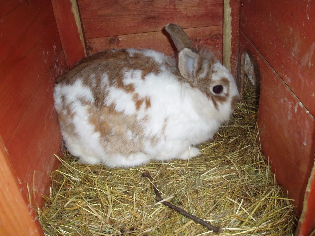 Bunny.jpg