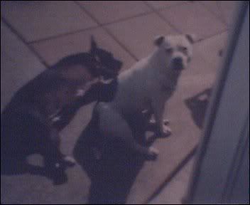 Cam00006-6.jpg