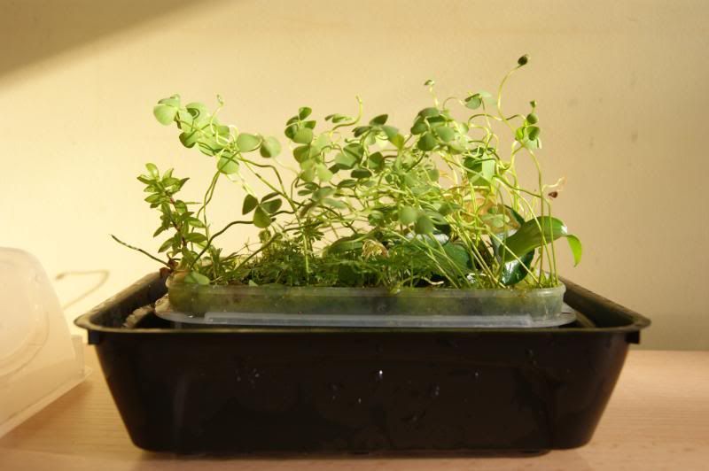 root9.jpg