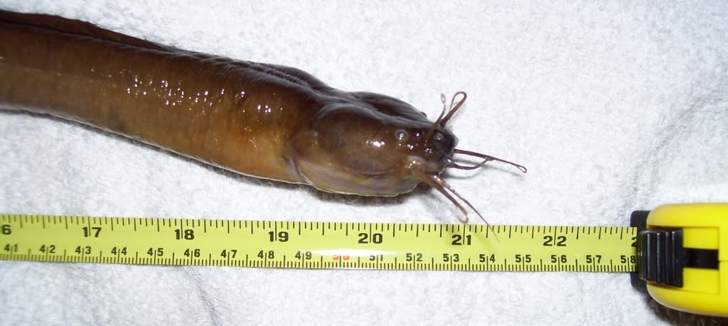 gtypus005.jpg