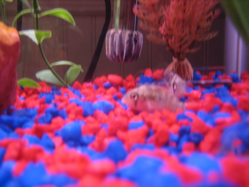fish037.jpg