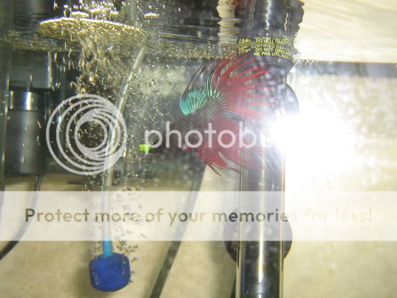 PictureorVideo260.jpg