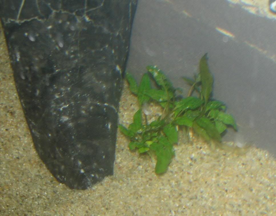 FishTank026.jpg