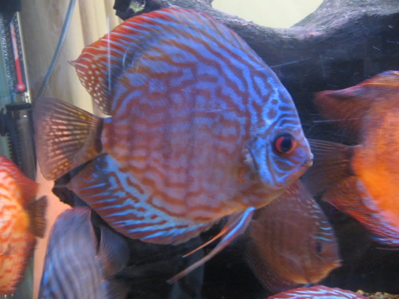 IMG_2715.jpg