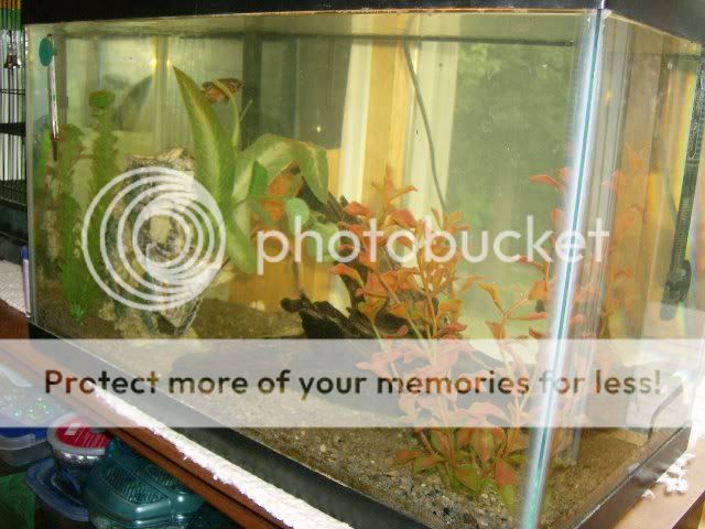 Fishies006.jpg
