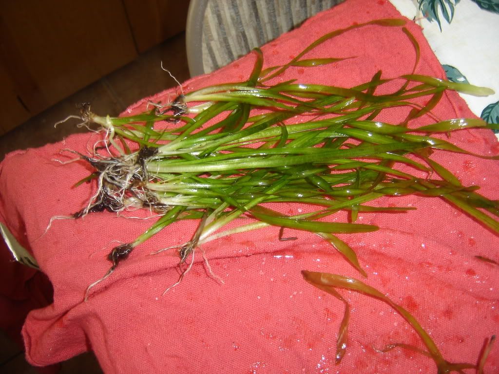 progessof20gallon025.jpg