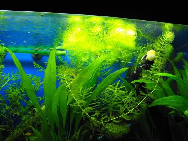 2010_0908fish0009.jpg