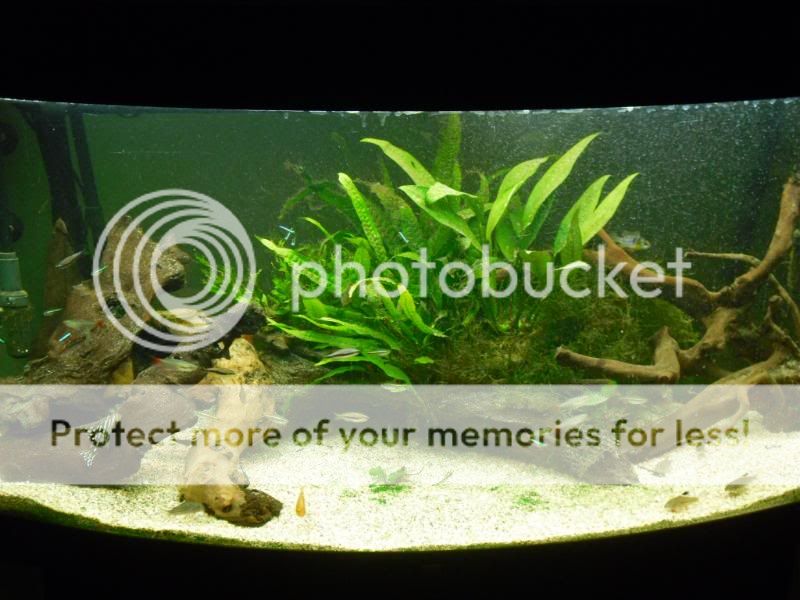 fishtanksept034.jpg