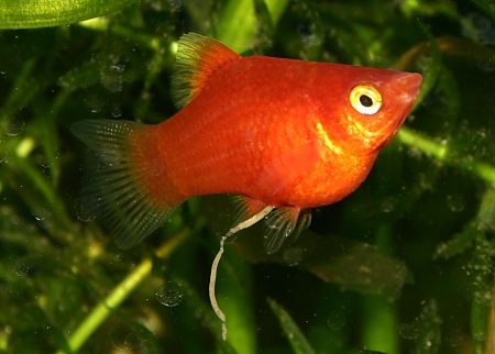RedPlaty1.jpg
