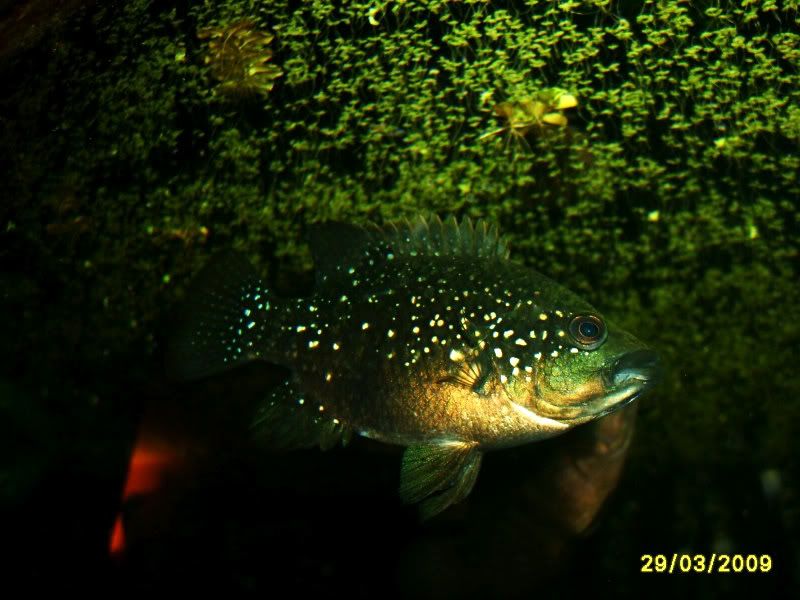 S5003151-1.jpg