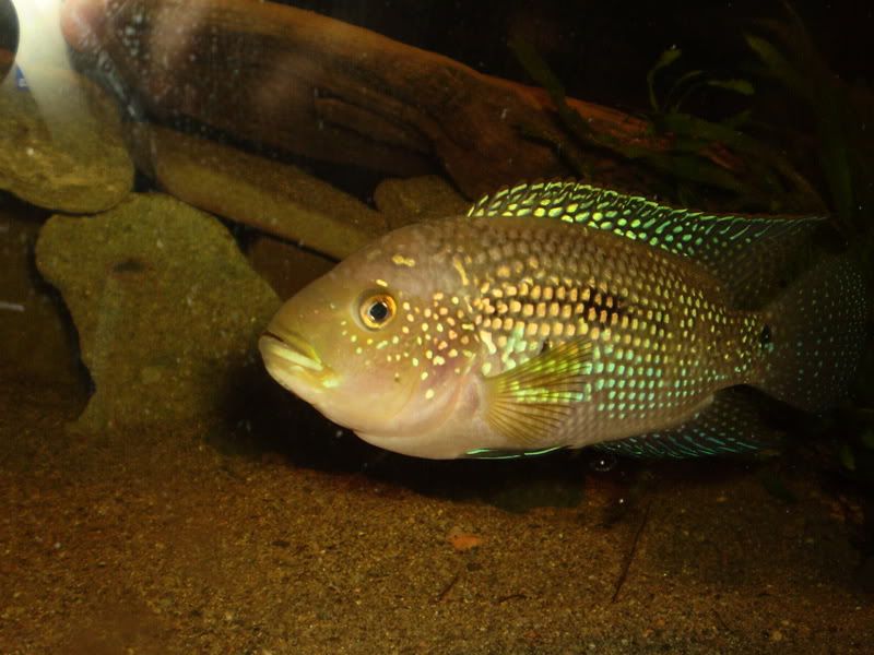jackdempsey002.jpg