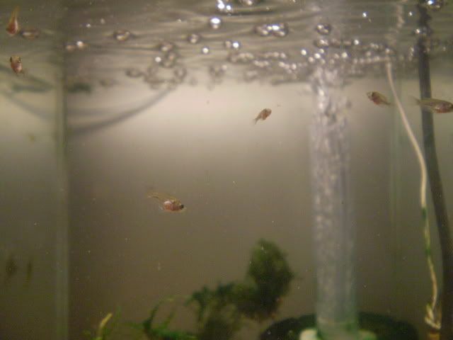 Babies4.jpg