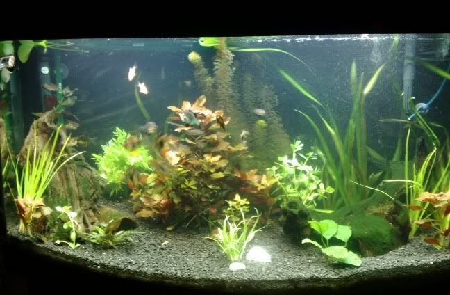 Plantedtank1.jpg