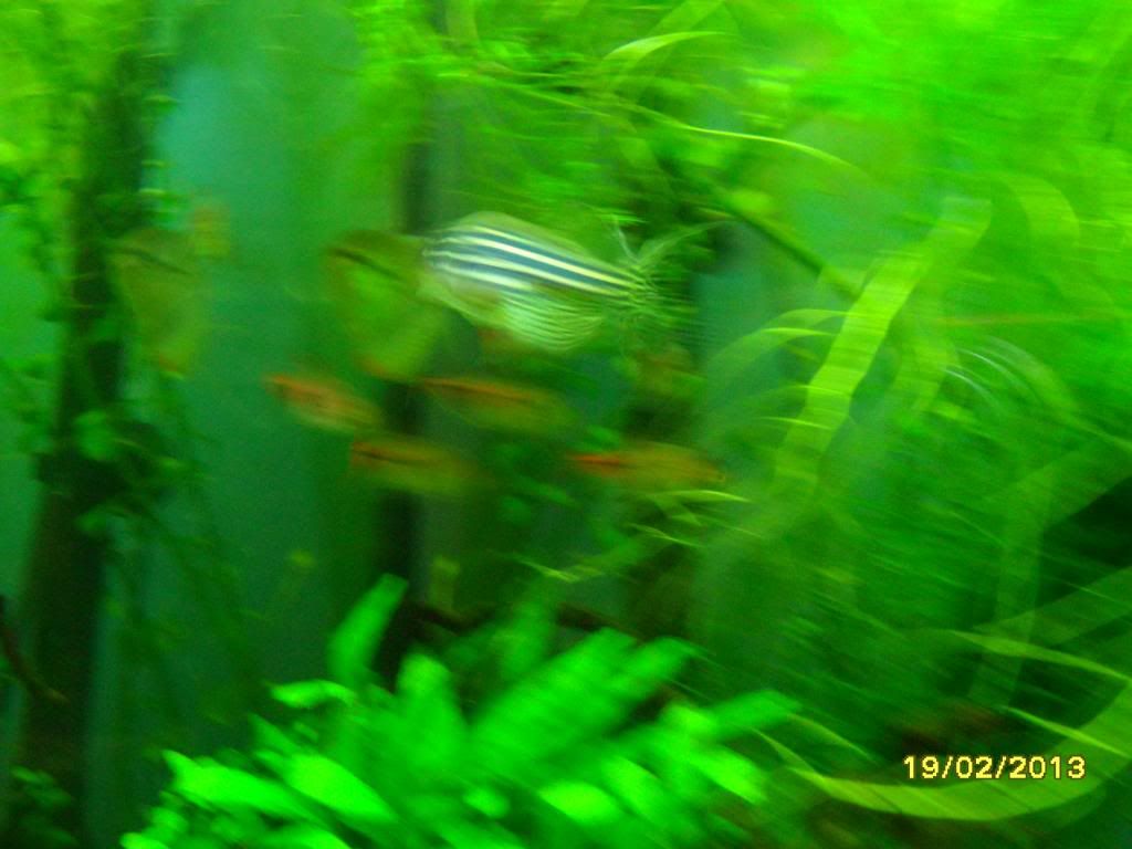 SAM_0693_zpscf738ee5.jpg
