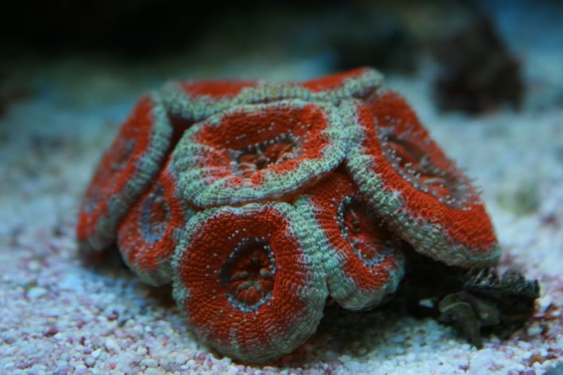 acan.jpg