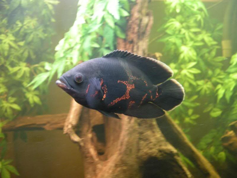 DSCN2161.jpg